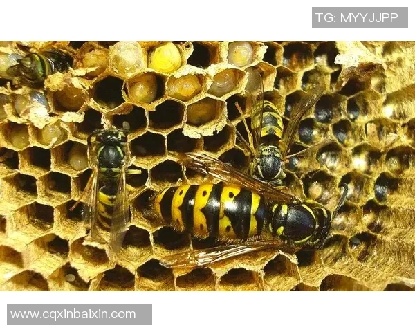 黄蜂生态揭秘:从捕食习性到巢穴建设,深入探讨黄蜂的生存智慧与行为模式 黄蜂生态揭秘:从捕食习性到巢穴建设,深入探讨黄蜂的生存智慧与行为模式